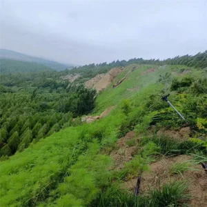 矿山边坡绿化工程 绿化客土喷播施工